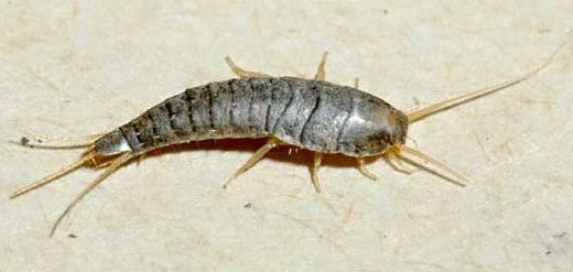 Gümüş Böceği İlaçlama